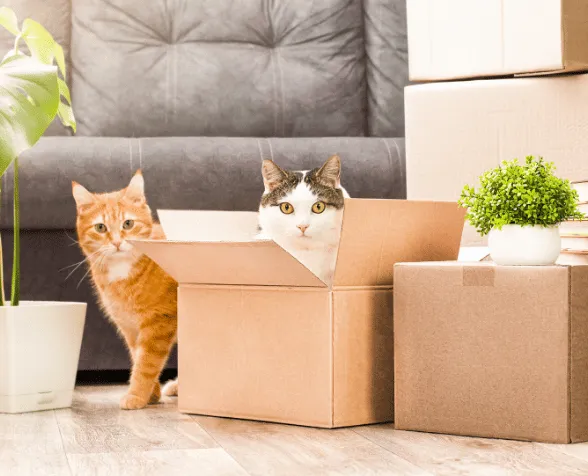 comment déménager avec un chat